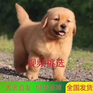 纯种金毛幼犬活体赛级金毛犬拉布拉多导盲犬中型犬家养金毛宠物狗