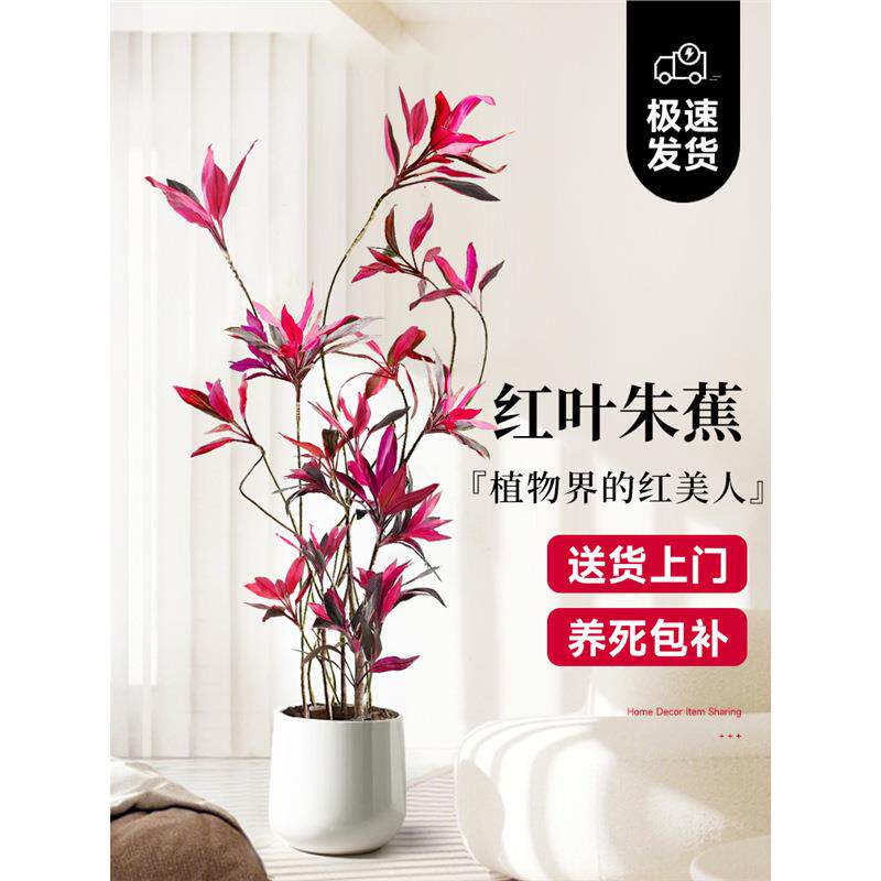 红叶朱蕉盆栽大型绿植办公室内客厅落地式真花吸甲醛旺宅四季常青