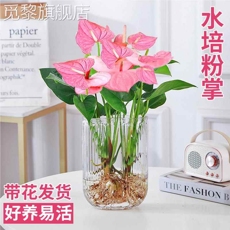 粉掌盆栽水培植物室内好养绿植水养花卉四季常青红掌鲜花一帆风顺