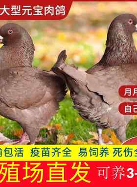 鸽子活体元宝鸽大型肉鸽子活物家养鸽青年鸽不会飞的鸽子一对活鸽