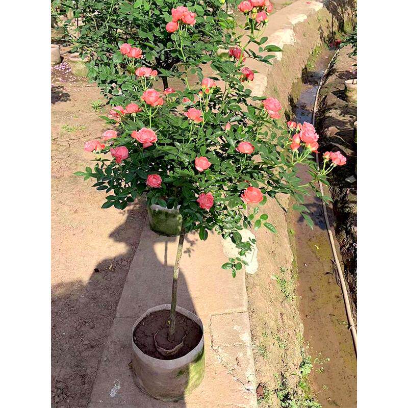月季花盆景花园花卉盆栽树棒棒糖月季带香味玫瑰阳台欧月四季容易