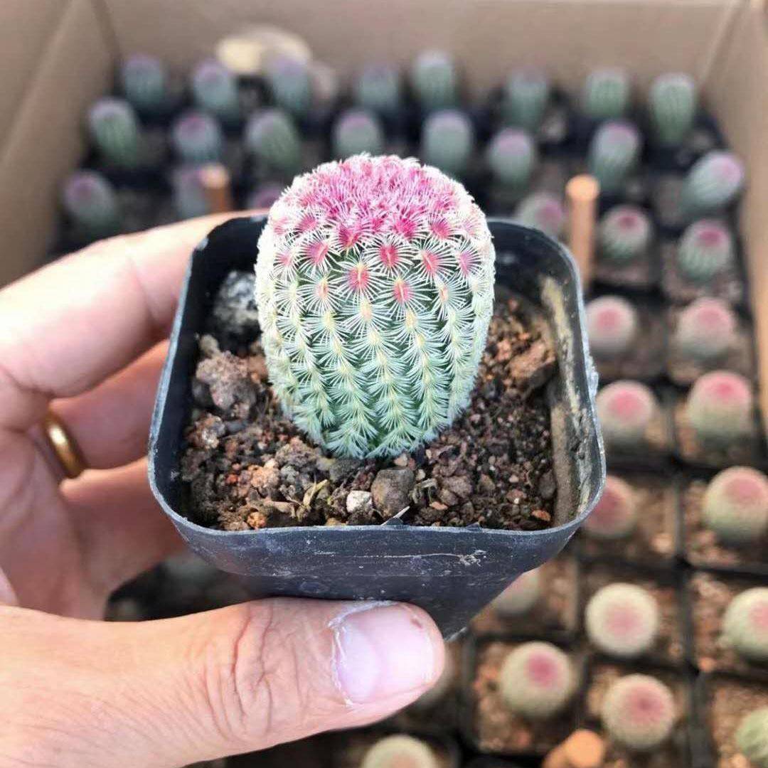 【基地直供】仙人球多肉植物 绿植盆栽花卉居家绿植 实生苗红太阳