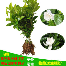 栀子花树苗盆栽绿植室内外阳台大叶，桅子花苗，庭院枝枝花苗小叶桅子