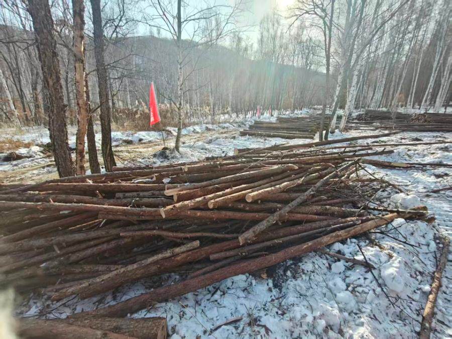 人工林针叶剩余物