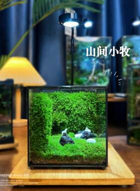 苔藓微景观桌面草坪生态瓶闷养懒人雨林缸成品造景好养