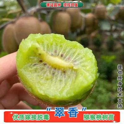 陕西周至翠香猕猴桃树果苗嫁接盆栽地栽奇异果树绿心徐香猕猴桃苗