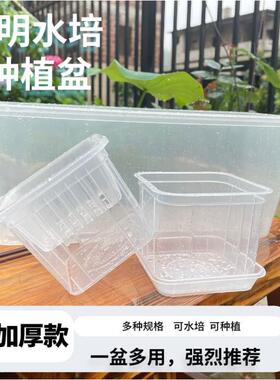 长方形塑料花盆水养水培观察幼儿园盆景绿植豆芽实验种植高透明