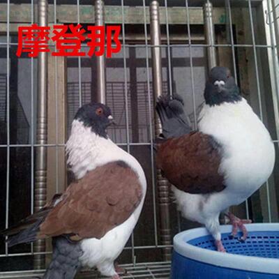 活体摩登那鸽子观赏鸽肉鸽三色摩登那种鸽散养宠物鸽摩登种鸽一对