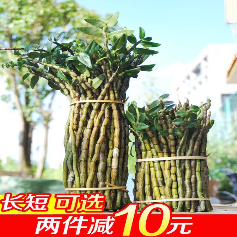 铁皮石斛鲜条500g新鲜铁皮石斛鲜条枫斗精选五年生石斛基地直销