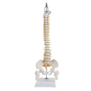 Spinal Human Flexible Curve Vertebral Lumbar Column 45cm