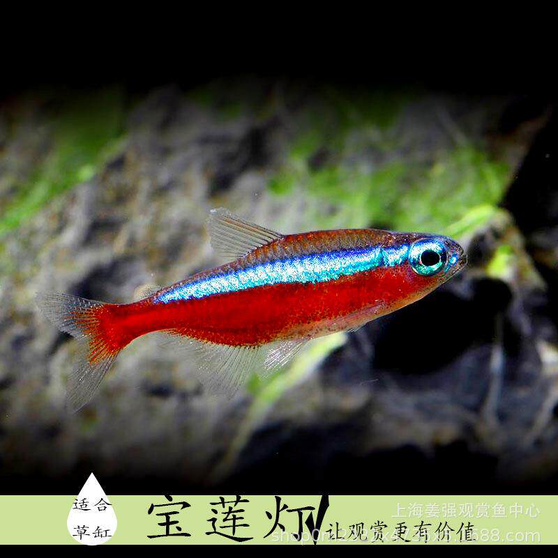 宝莲灯灯笼鱼红绿灯小型灯缸水草缸群游淡水鱼热带观赏鱼斑马