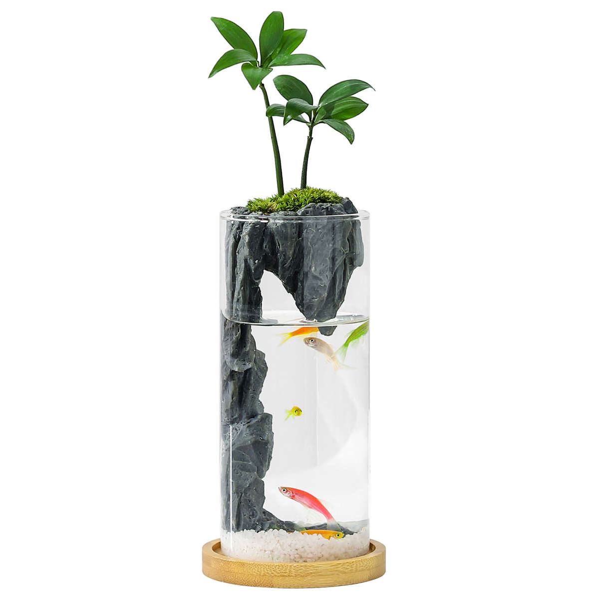 竹柏苔藓微景观生态瓶小鱼缸办公桌面罗汉松小盆栽绿植好养送礼物