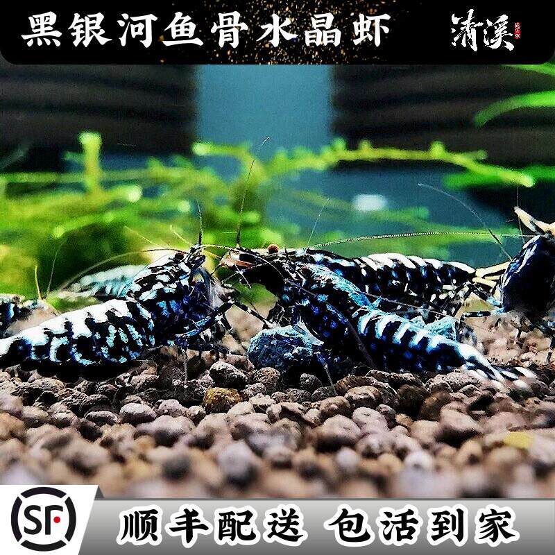 黑银河鱼骨水晶虾鲜活观赏冷热带淡水鱼缸虾草缸活虾包邮