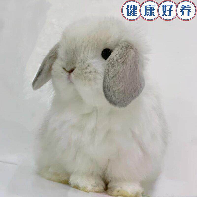 垂耳兔子活物宠物侏儒兔长不大小型折耳兔儿童礼物长毛搭耳兔活体