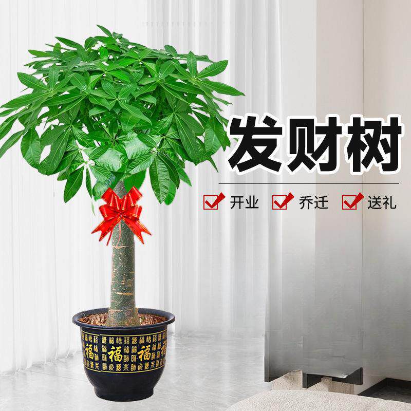 大发财树盆栽大客厅大绿植室内大型植物室内外盆景发财树净化空气
