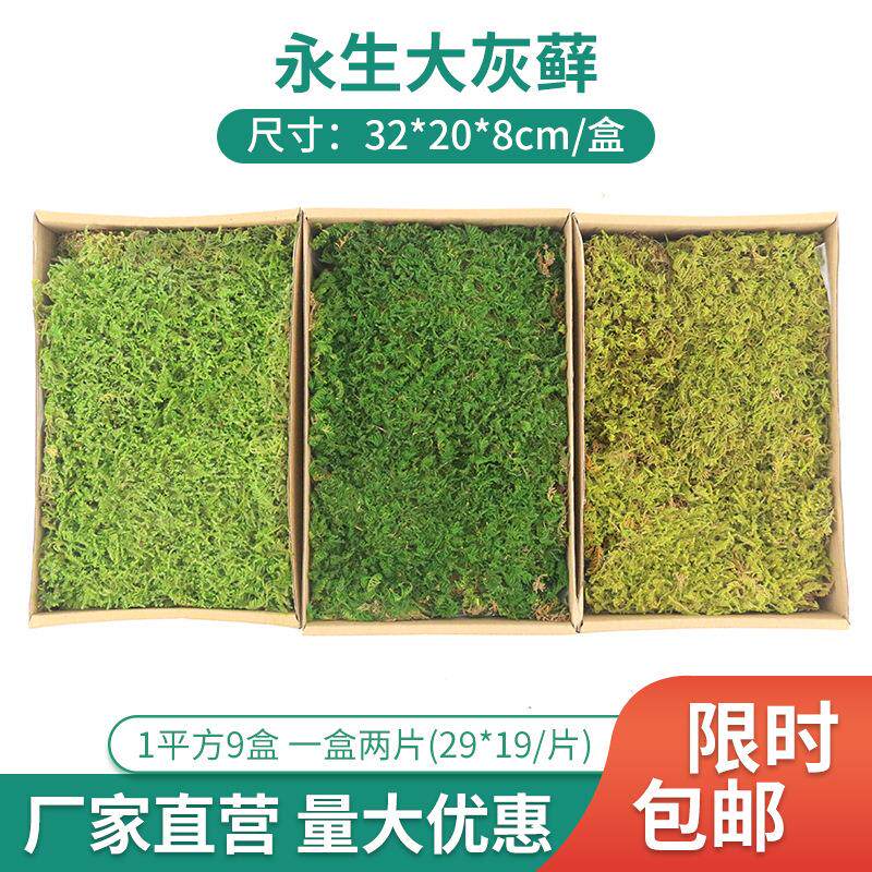 永生苔藓大灰藓 植被藓植物墙干花背景墙苔藓墙diy手工材料