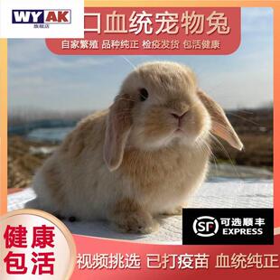 兔子活物纯种血统荷兰宠垂耳兔体迷你猫猫兔侏儒兔包