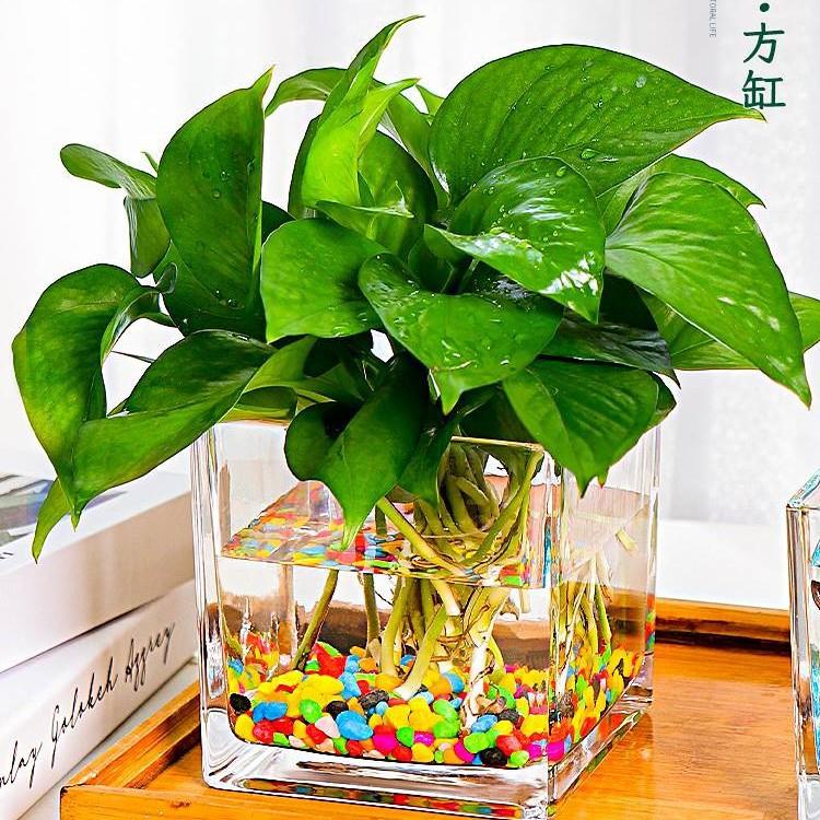 创意水培器皿花瓶摆件透明玻璃缸花盆插花水养绿萝植物正方形之新
