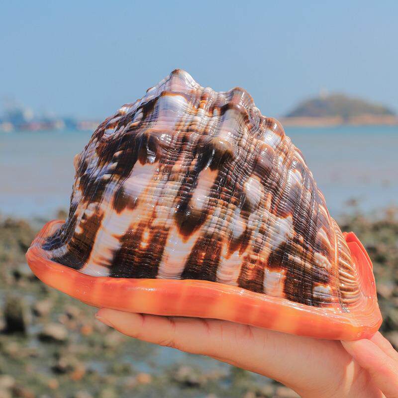 万宝螺贝壳摆件天然海螺鱼缸造景水族装饰品家居摆件