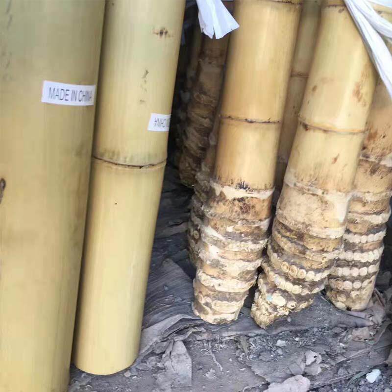 竹竿装饰竹杆篱笆栅栏旗杆跳舞杆户外大棚爬藤手工细竹竿庭院美化