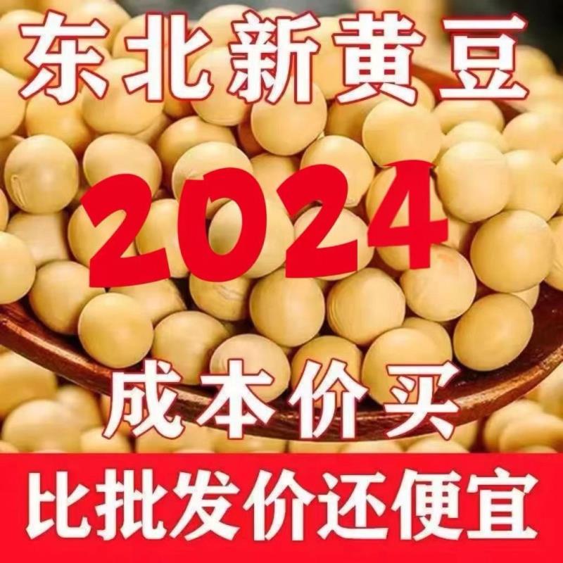24年新黄豆东北发豆芽的黄豆散装发黄豆芽专用豆黑龙江生豆大黄豆