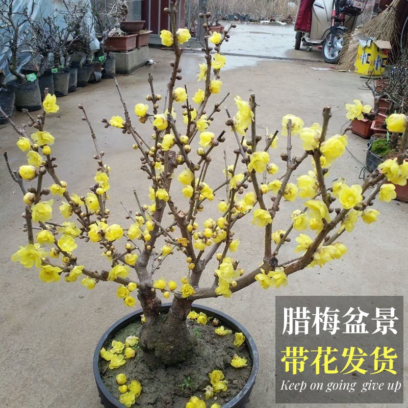 素心腊梅盆景带花冬季开花植物室内阳台庭院花卉耐寒盆栽