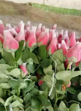 厂家玫瑰花套月季花卉包装网兜白色尼龙网眼袋保护网套