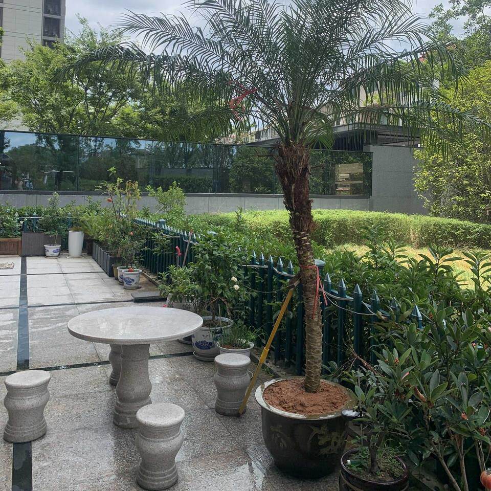 大型绿植物美丽针葵树地栽盆栽室内外客厅阳台庭院棕榈好养网红款