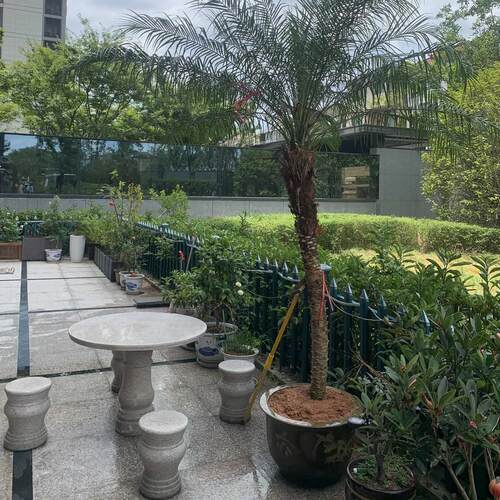 大型绿植物美丽针葵树地栽盆栽室内外客厅阳台庭院棕榈好养网红款