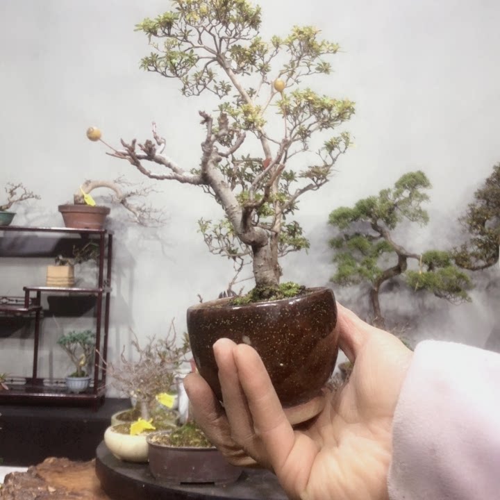 深山海棠 黄果