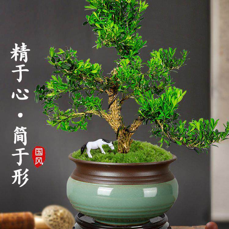 黄杨老桩盆景树苗雀舌皱皮造型小叶盆栽绿植室内客厅好养树桩植物