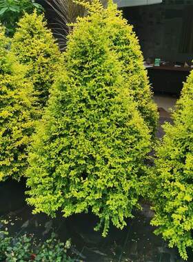 亮晶女贞塔型盆栽女贞落地球庭院别墅阳台栽种耐热耐寒花镜植物