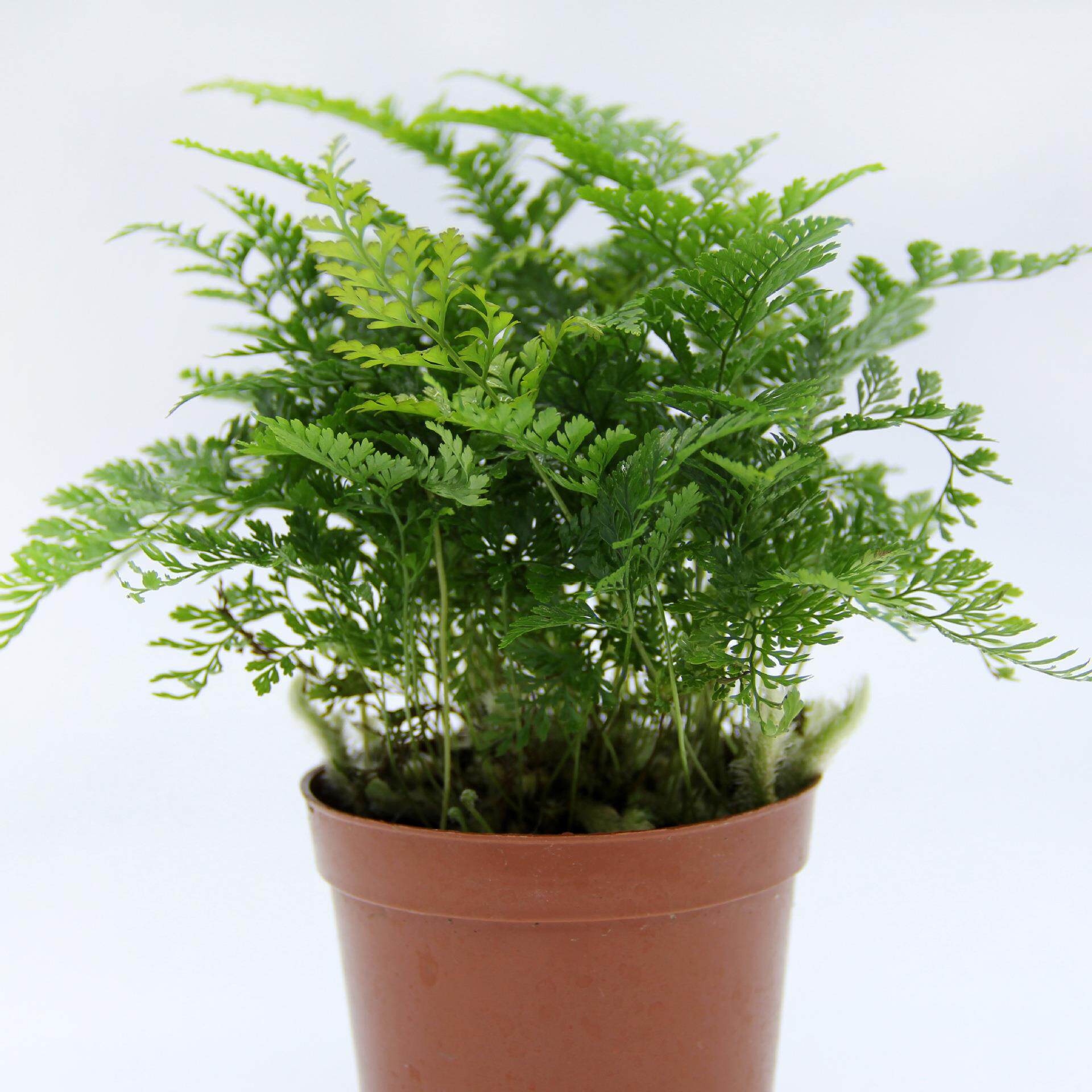 苔藓微景观制作蕨类植物 微景观植物 狼尾蕨 植物 造景盆栽