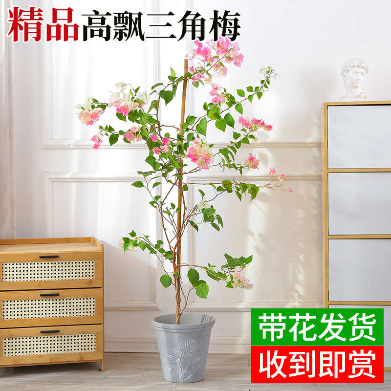 绿樱三角梅盆栽树苗高飘枝室内阳台老桩四季好养活爬藤植物花绿植