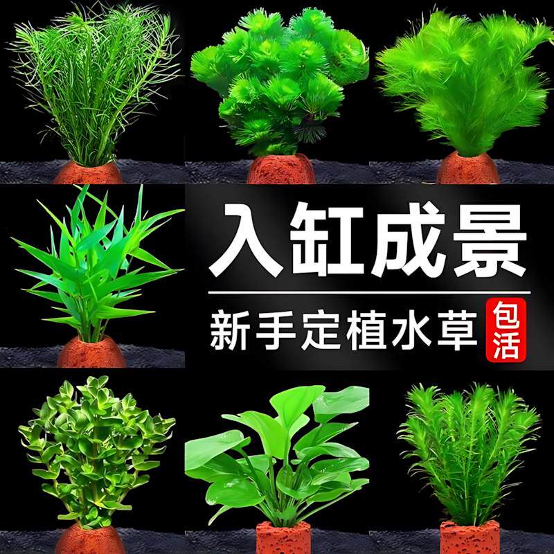 火山石水草植物鱼缸造景专用水培阴性蜈蚣草绿菊真草增氧绿植摆件图片