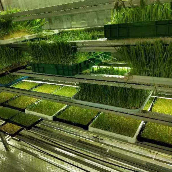 农业水培牧草工厂 水培牧草设备 养殖小麦草饲料牧草生产设备