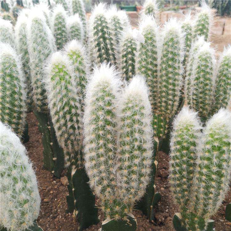 群生鹤岭丸仙人柱多头仙人柱盆栽室内植物景观沙漠植物生产基地
