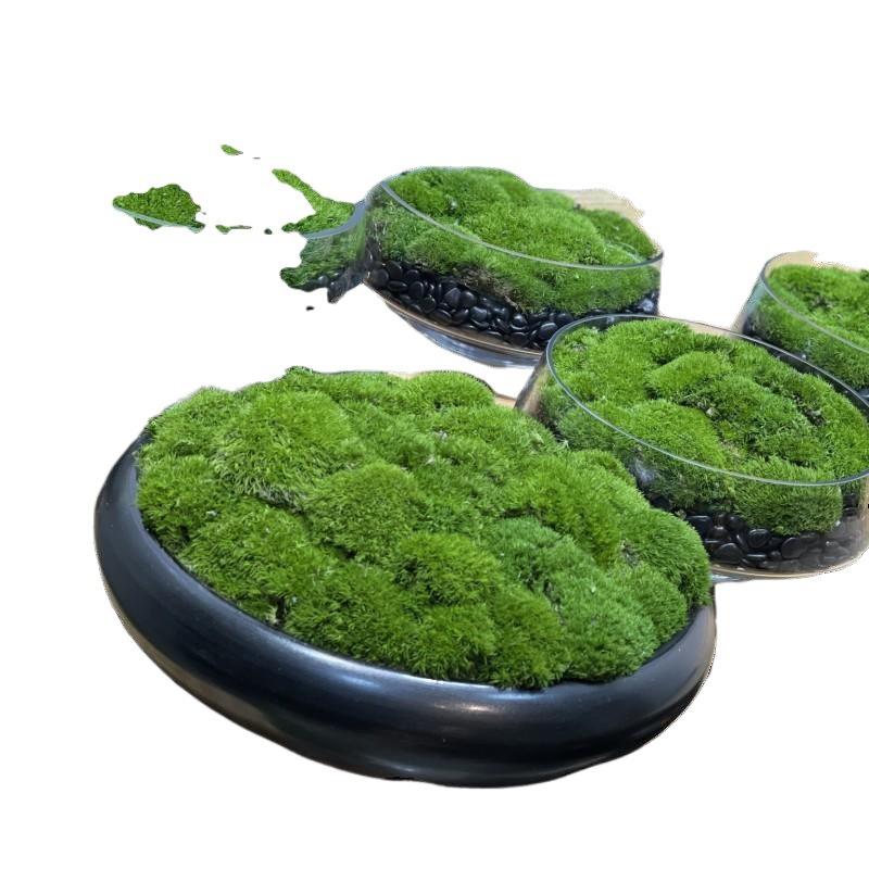 中式永生苔藓摆件酒店茶几洽谈桌书房微景观盆景售楼处桌面绿植