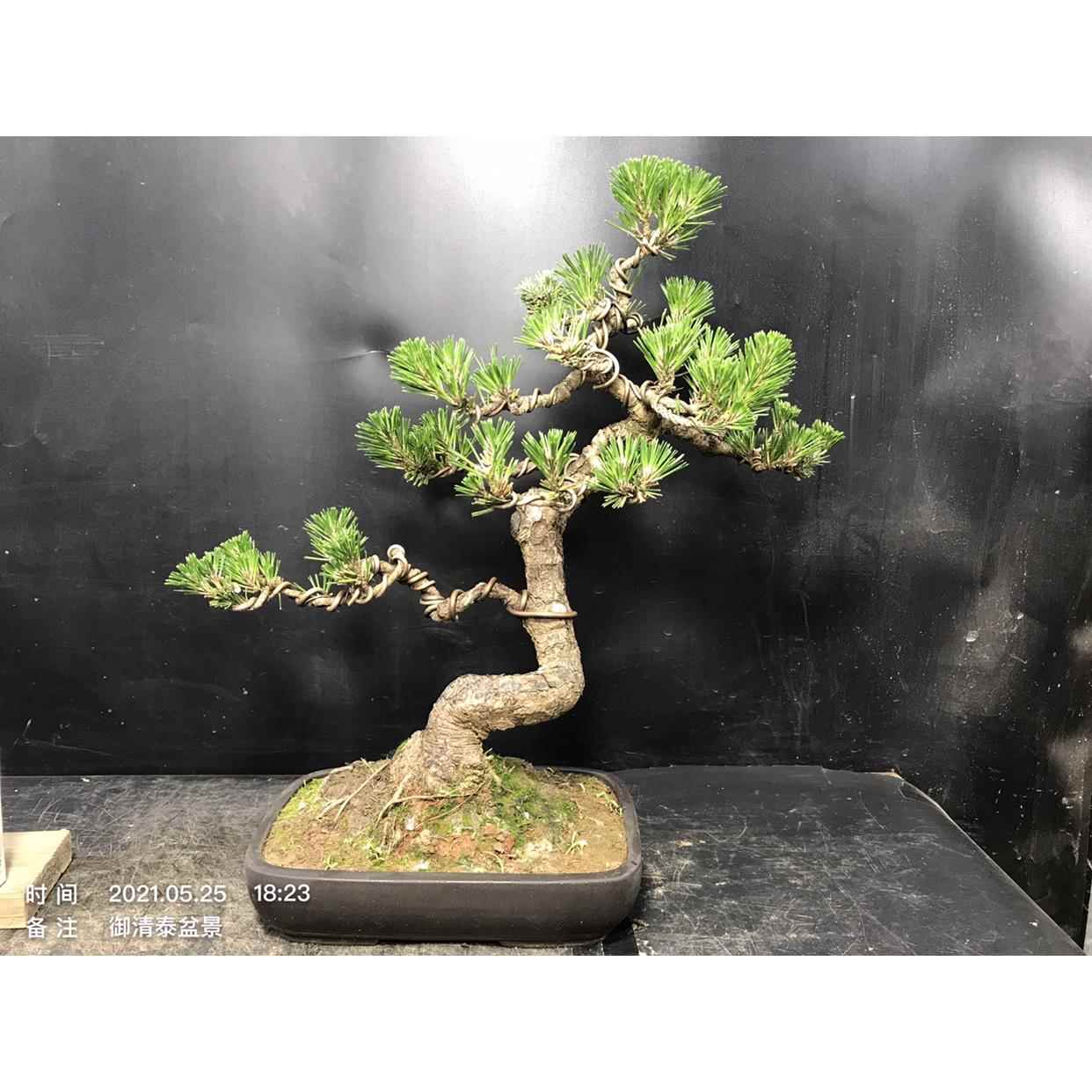 一图一拍老盆短针暴皮黑松盆景阳台庭院客厅造型盆栽老桩迎客松绿