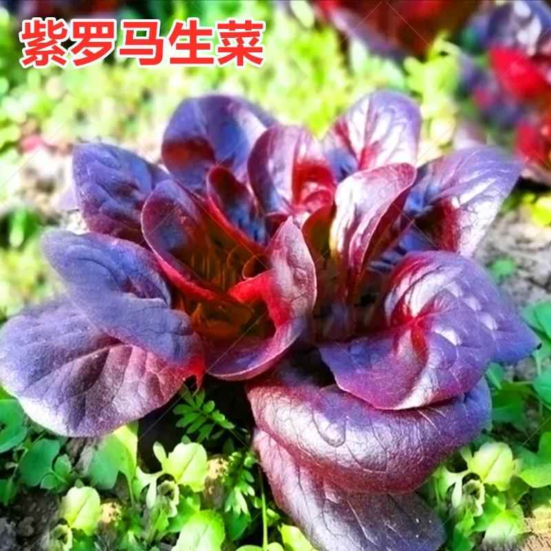 紫色罗马生菜种子紫红色生菜种籽散叶速生特色四季高产蔬菜包邮
