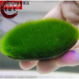 短绒藻长绿种藻藻种藻石球绿绿藻苏虾藻藻绒鱼缸藻绿苔水草藻净化