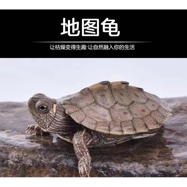 密西西比地龟 火焰龟 金线草龟 长寿龟 观赏龟 宠物乌龟 黄耳龟