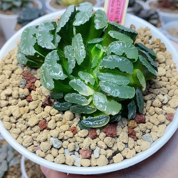 韩国输入 实生玉扇锦母本群 10头 6头带锦 精品十二卷实生选拔!