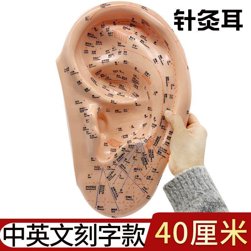 40厘米中英文中医穴位大耳针耳朵穴位模型 教学用刻字针灸耳耳针