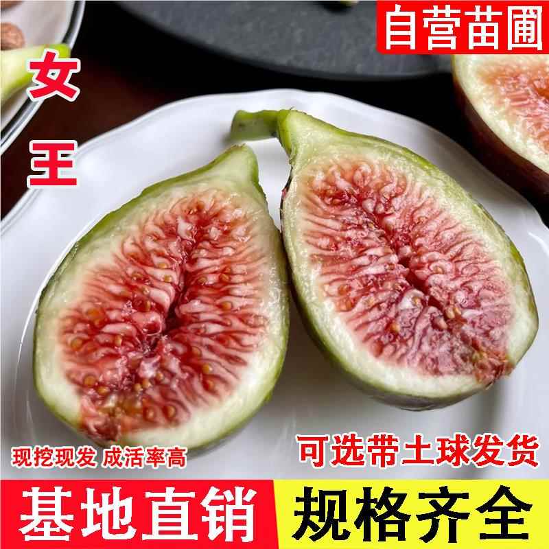 女王无花果树苗Princesa无花果苗盆栽地栽南方北方种植当年结果苗