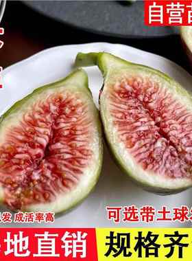 女王无花果树苗Princesa无花果苗盆栽地栽南方北方种植当年结果苗