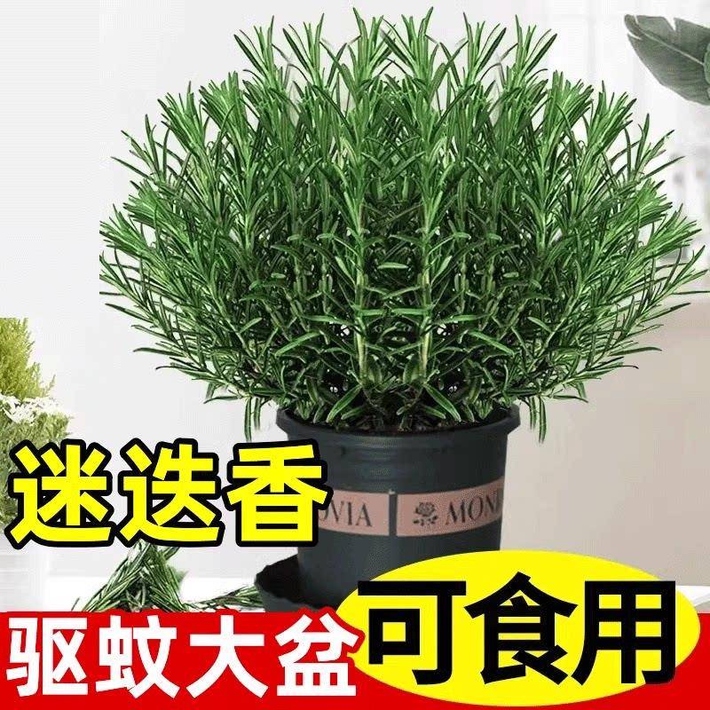 迷迭香苗盆栽可食用驱蚊植物香草薄荷苗水培花卉绿植物室内煎牛排