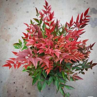 湾流南天竹火焰南天竹盆栽大苗室外庭院耐寒耐热植物四季常绿好养