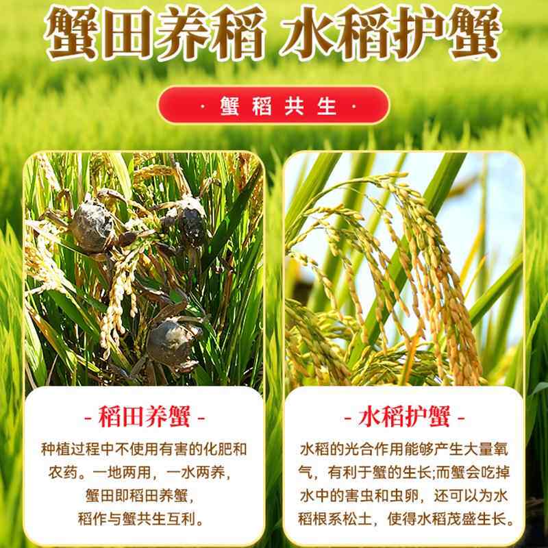 2024东北新大米长白山小粒香农家自产通化柳河梅河特产5kg包邮