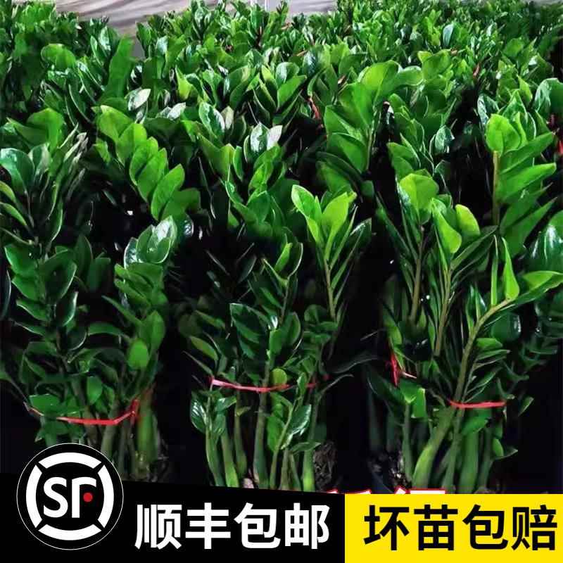 金钱树盆栽植物室内花卉客厅四季常青好养绿植大摇钱串子小发财树